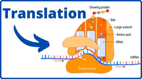 what does transcription result in|Transcription .